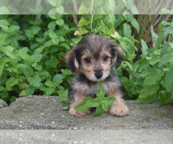 Medium Photo #2 Yorkipoo Puppy For Sale in ELDORADO, OH, USA
