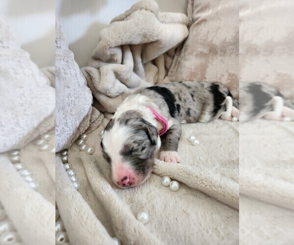 Medium Photo #35 Sheepadoodle Puppy For Sale in LEHI, UT, USA