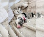 Small Photo #35 Sheepadoodle Puppy For Sale in LEHI, UT, USA