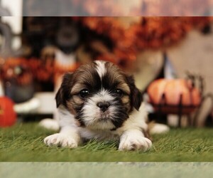 Shih Tzu Puppy for sale in LAKE MILLS, IA, USA