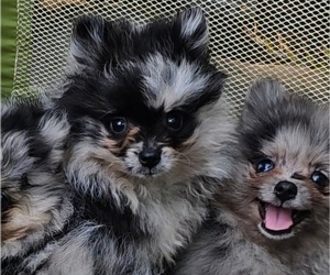 Pomeranian Puppy for sale in DINWIDDIE, VA, USA