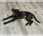 Small #16 Labrador Retriever Mix