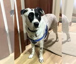 Small #5 Collie Mix