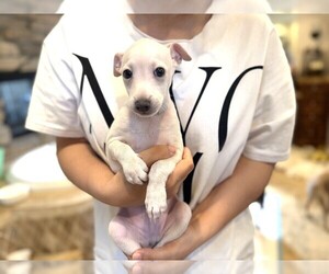 Italian Greyhound Puppy for sale in SAN DIEGO, CA, USA