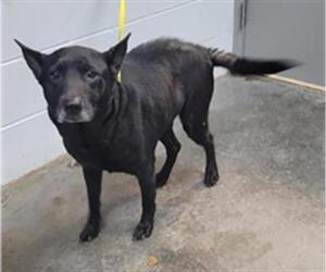 German Shepherd Dog-Unknown Mix Dogs for adoption in St. Cloud, FL, USA