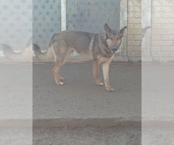 Medium Photo #1 Shollie Puppy For Sale in Munford, TN, USA