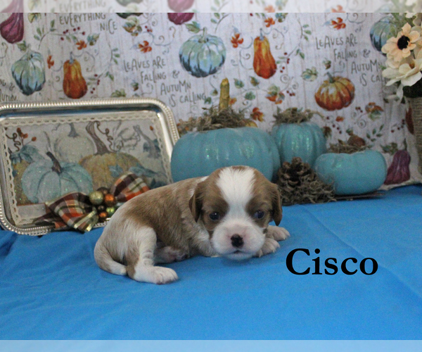 Medium Photo #42 Cavalier King Charles Spaniel Puppy For Sale in CHANUTE, KS, USA