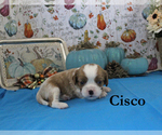 Small Photo #42 Cavalier King Charles Spaniel Puppy For Sale in CHANUTE, KS, USA