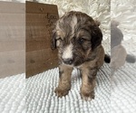 Small #13 Bernedoodle