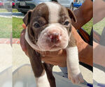 Small Photo #10 Boston Terrier Puppy For Sale in LOS ANGELES, CA, USA