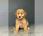 Small Photo #10 Goldendoodle-Poodle (Standard) Mix Puppy For Sale in PORTERVILLE, CA, USA