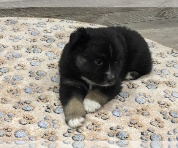 Medium Photo #4 Miniature Australian Shepherd Puppy For Sale in TERRELL, TX, USA