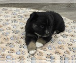 Small Photo #3 Miniature Australian Shepherd Puppy For Sale in TERRELL, TX, USA