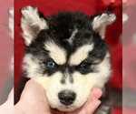 Puppy Mr Crabs Siberian Husky