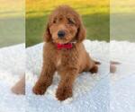 Small #10 Goldendoodle