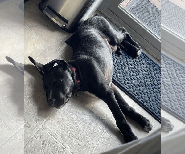 Medium Photo #3 Mutt Puppy For Sale in Clarkston, MI, USA