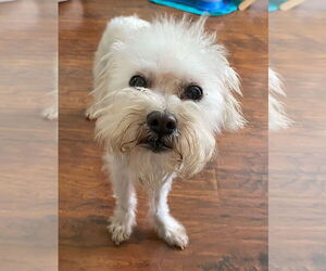 Maltese-Unknown Mix Dogs for adoption in PORTLAND, OR, USA