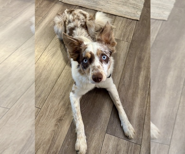 Medium Photo #1 Border Collie Puppy For Sale in MARYVILLE, TN, USA