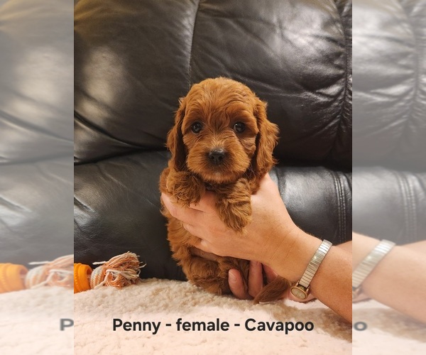 Medium Photo #4 Cavapoo (Miniature) Puppy For Sale in CLARKRANGE, TN, USA