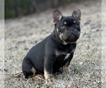 Small Photo #4 French Bulldog Puppy For Sale in LOCUST GROVE, GA, USA