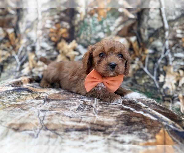 Medium Photo #4 Cavapoo (Miniature) Puppy For Sale in LAKELAND, FL, USA