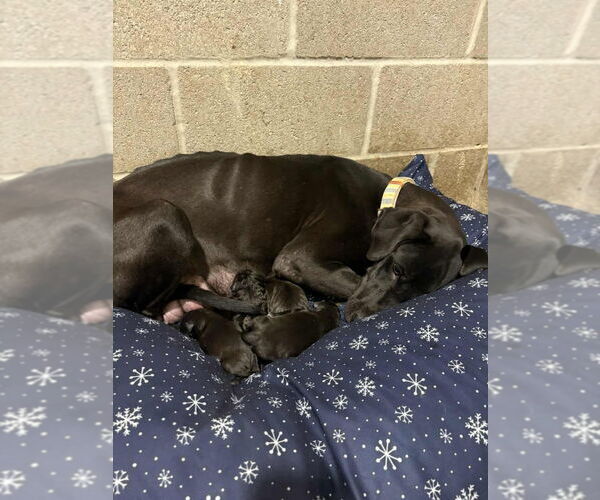Medium Photo #1 Great Dane-Labrador Retriever Mix Puppy For Sale in Bullard, TX, USA