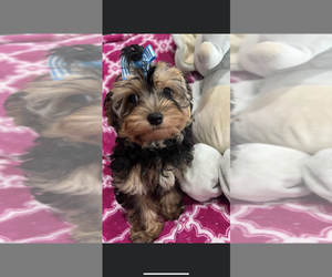 Maltese-Poodle (Toy) Mix Puppy for sale in SARASOTA, FL, USA
