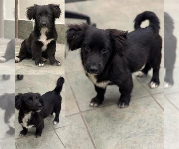 Medium Photo #1 Dachshund-Unknown Mix Puppy For Sale in San Antonio, TX, USA