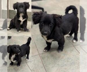 Dachshund-Unknown Mix Dogs for adoption in San Antonio, TX, USA