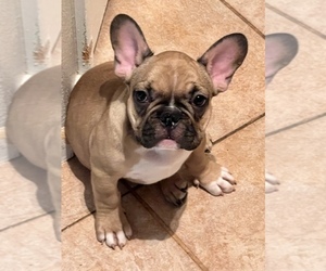 French Bulldog Puppy for sale in LAS VEGAS, NV, USA