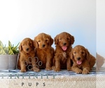 Small #2 Goldendoodle