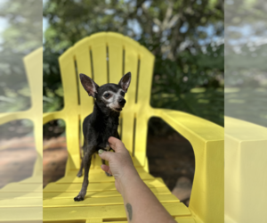 Memo - Male Chiweenie Dog for Adoption - Photo #5