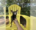 Small Photo #5 Chiweenie Puppy For Sale in Weston, FL, USA