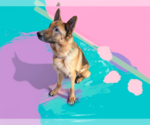 Small #2 German Shepherd Dog