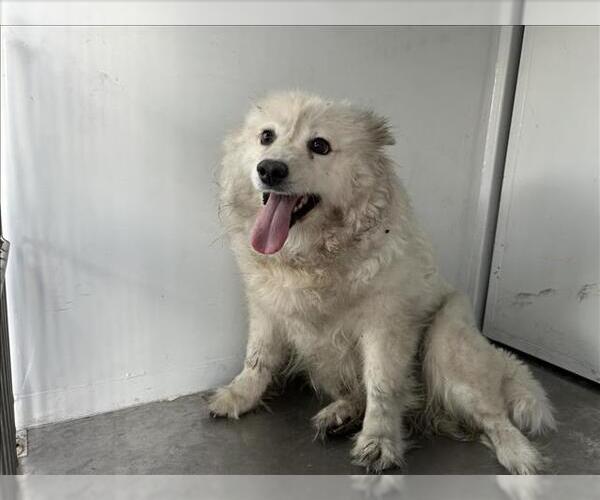 Medium Photo #1 American Eskimo Dog-Unknown Mix Puppy For Sale in Martinez, CA, USA