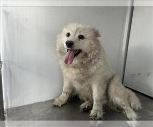 Medium American Eskimo Dog Mix