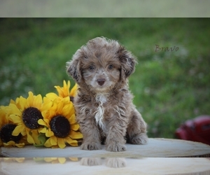 F2 Aussiedoodle Puppy for sale in BLUFORD, IL, USA