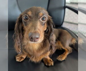 Dachshund Dogs for adoption in Shelbyville, TN, USA