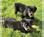 Small #11 Rottweiler