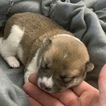 Small Photo #5 Shiba Inu Puppy For Sale in PARKER, CO, USA