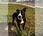 Small #5 American Staffordshire Terrier
