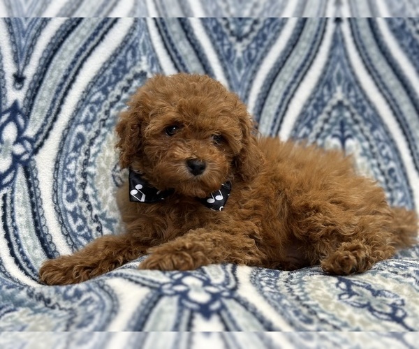 Medium Photo #8 Cavapoo Puppy For Sale in LAKELAND, FL, USA
