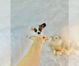 Chihuahua Puppy for sale in DELRAY BEACH, FL, USA