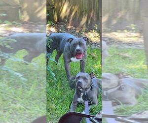 American Bully Puppy for sale in BATON ROUGE, LA, USA