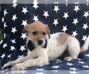 Wapoo Puppy for sale in CLAY, PA, USA
