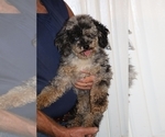 Small #10 Poodle (Miniature)