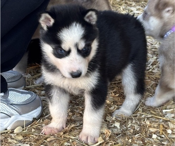 Medium Photo #3 Siberian Husky Puppy For Sale in WORTHINGTON, KY, USA