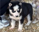 Small #2 Siberian Husky