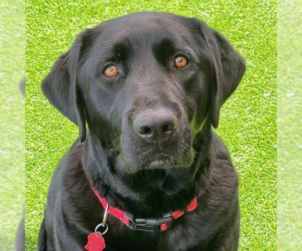 Medium Photo #4 Labrador Retriever Puppy For Sale in San Diego, CA, USA