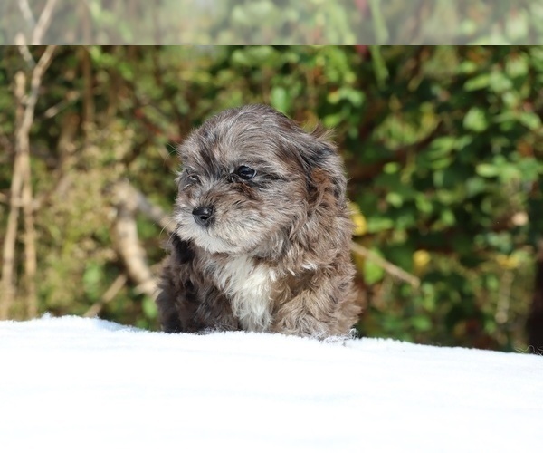 Medium Photo #17 ShihPoo Puppy For Sale in DYERSBURG, TN, USA